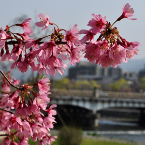 一足先に京都・鴨川の桜。鴨川はまだまだこれから!