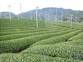 お茶の栽培